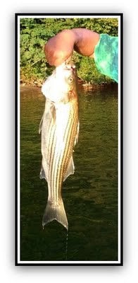 Striped Bass