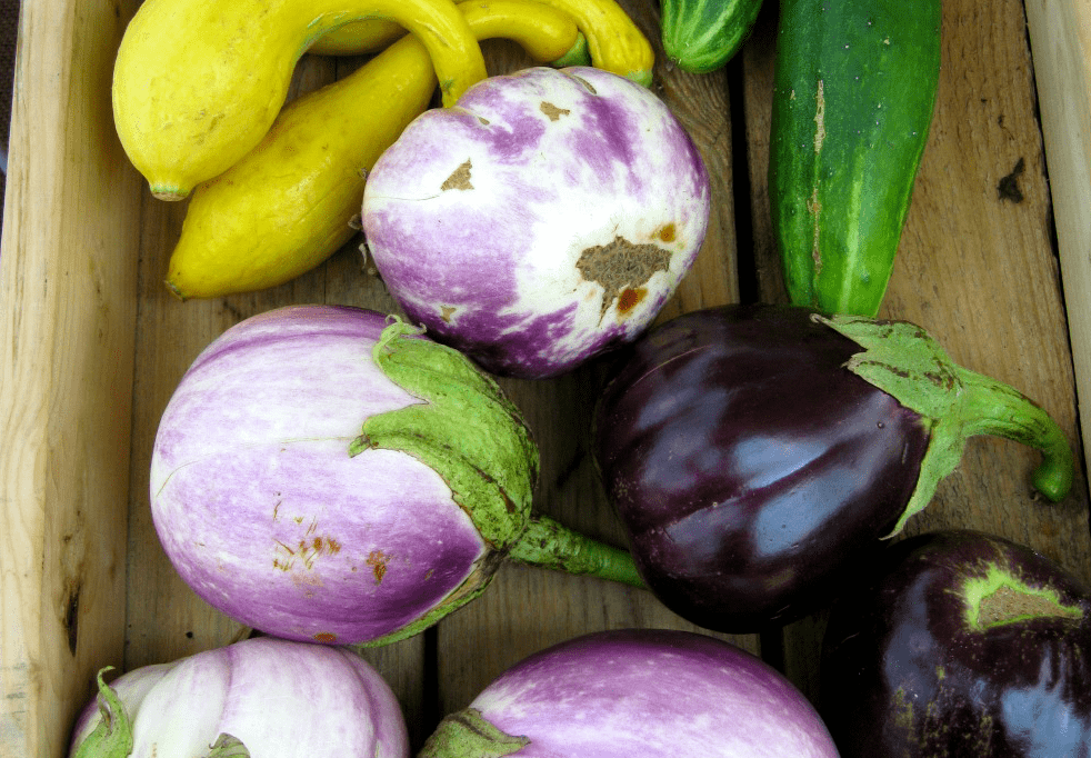 Eggplant and squash on a wooden table.