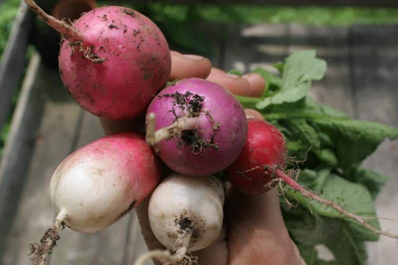 Close up of a hand holding a bunch of beets and turnips.