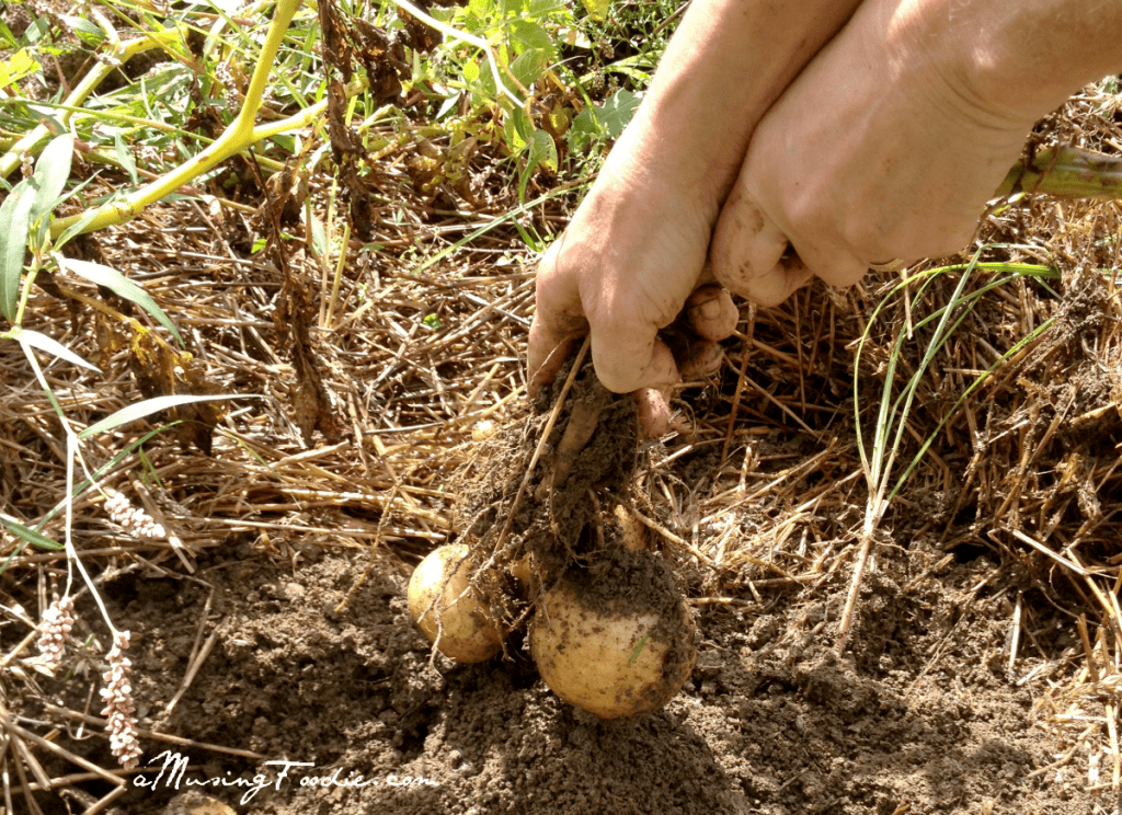 Hands pulling an onion out of the dirt.