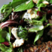 This simple field green salad, dressed with a Dijon balsamic and loaded with creamy Gorgonzola, tart cranberries and crunchy sliced almonds, makes for a perfect side salad or main course meal!