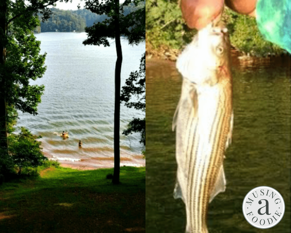 Pan seared striped bass, freshly caught from Smith Mountain Lake in Virginia!