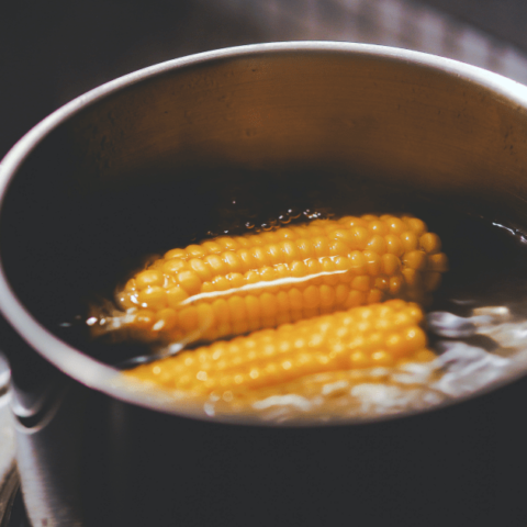 Corn on the cob in a pot of water on the stove.