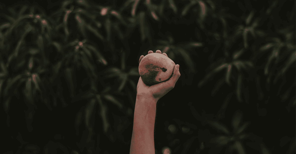 Hand holding a ripe peach amidst lush greens, celebrating natures bounty and summers joy.