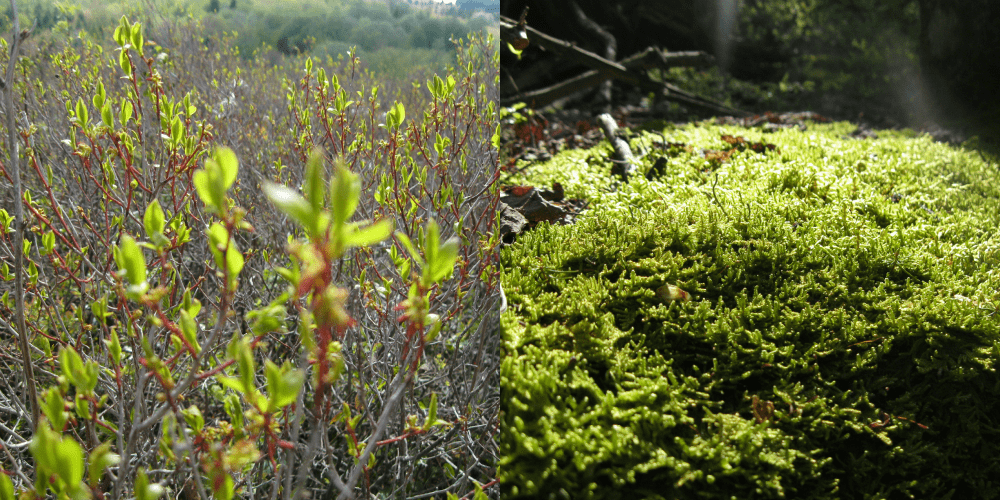 Dolly Sods Wilderness Blueberries and Moss