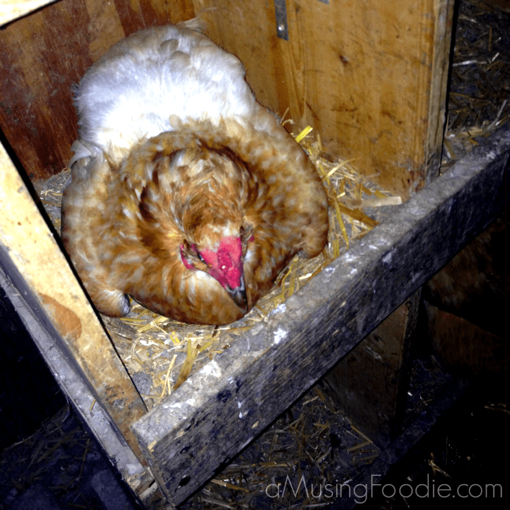 broody hens, chickens, farm to table, fresh eggs