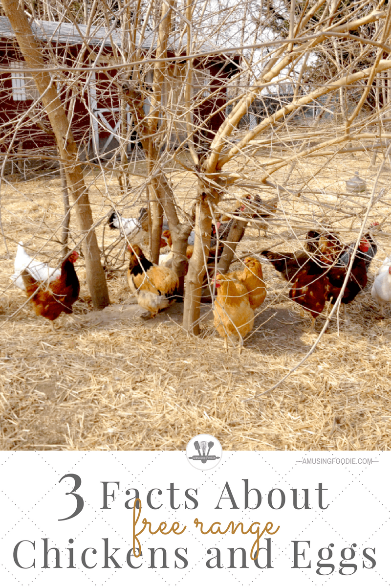 The term "free-range" can mean a variety of things, especially when you're talking about chickens. Read on to understand some facts about free-range chickens, as well as some of other other labels you find on egg cartons these days.