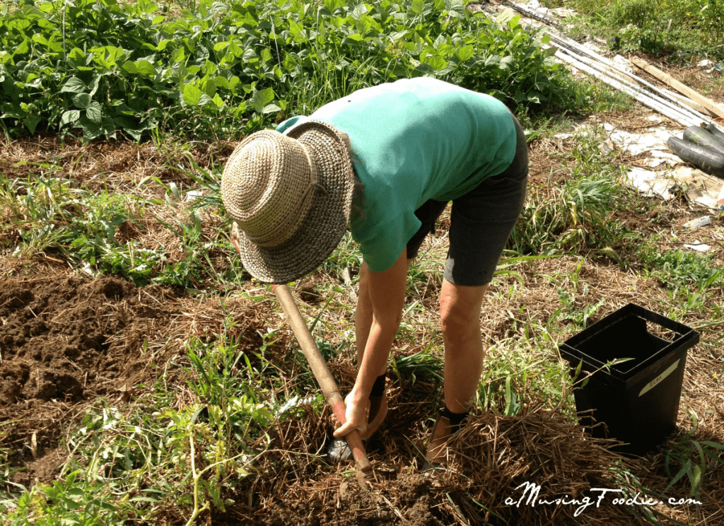 Digging up organic potatoes by hand