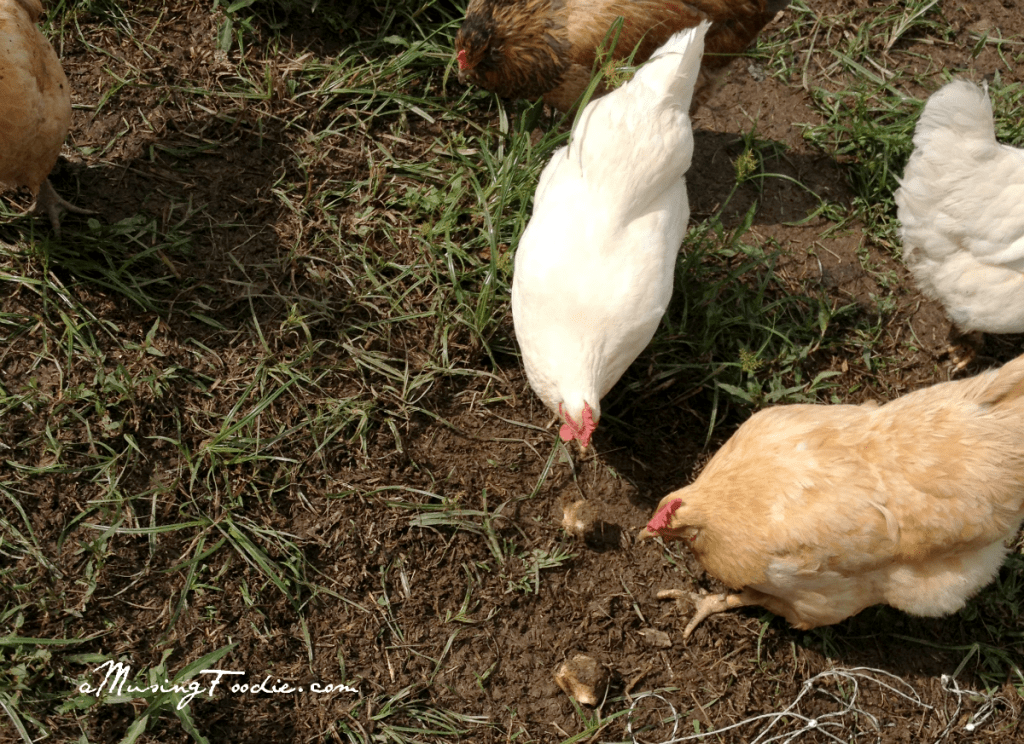 Chickens eating organic potatoes