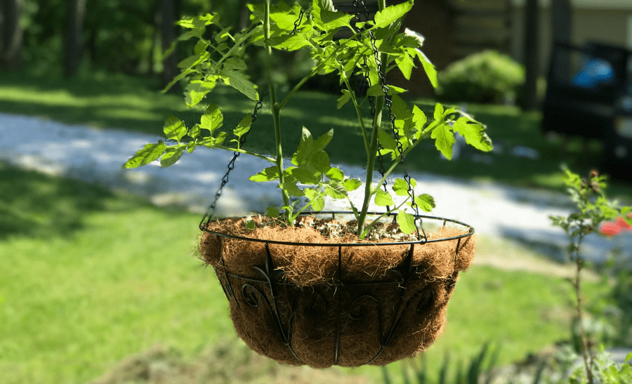 Hanging container gardens: NAILED IT! (A story of an almost-fail, but not quite.)